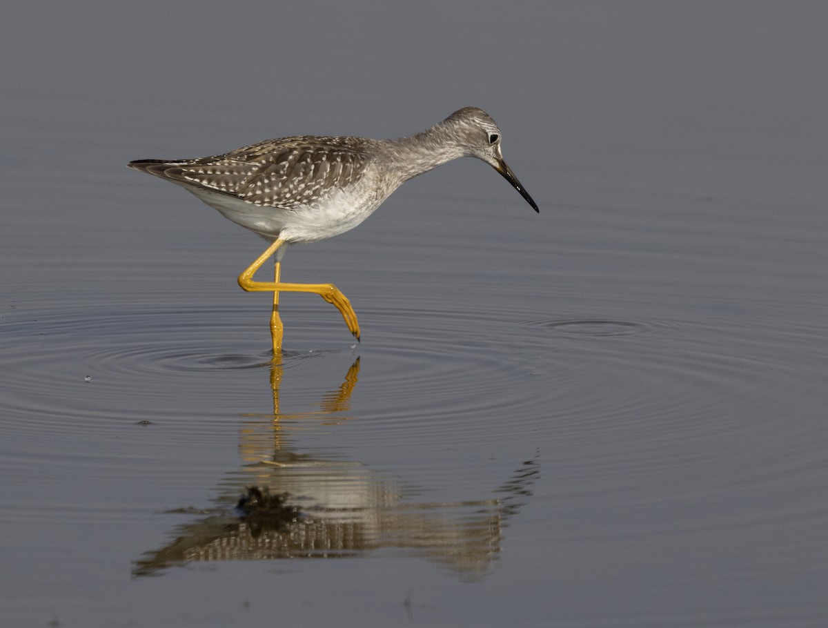 Lesser Yellowlegs - ML646042404