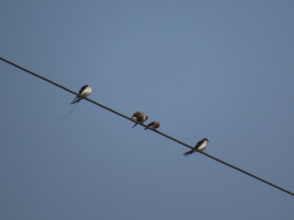 Wire-tailed Swallow - ML646042405