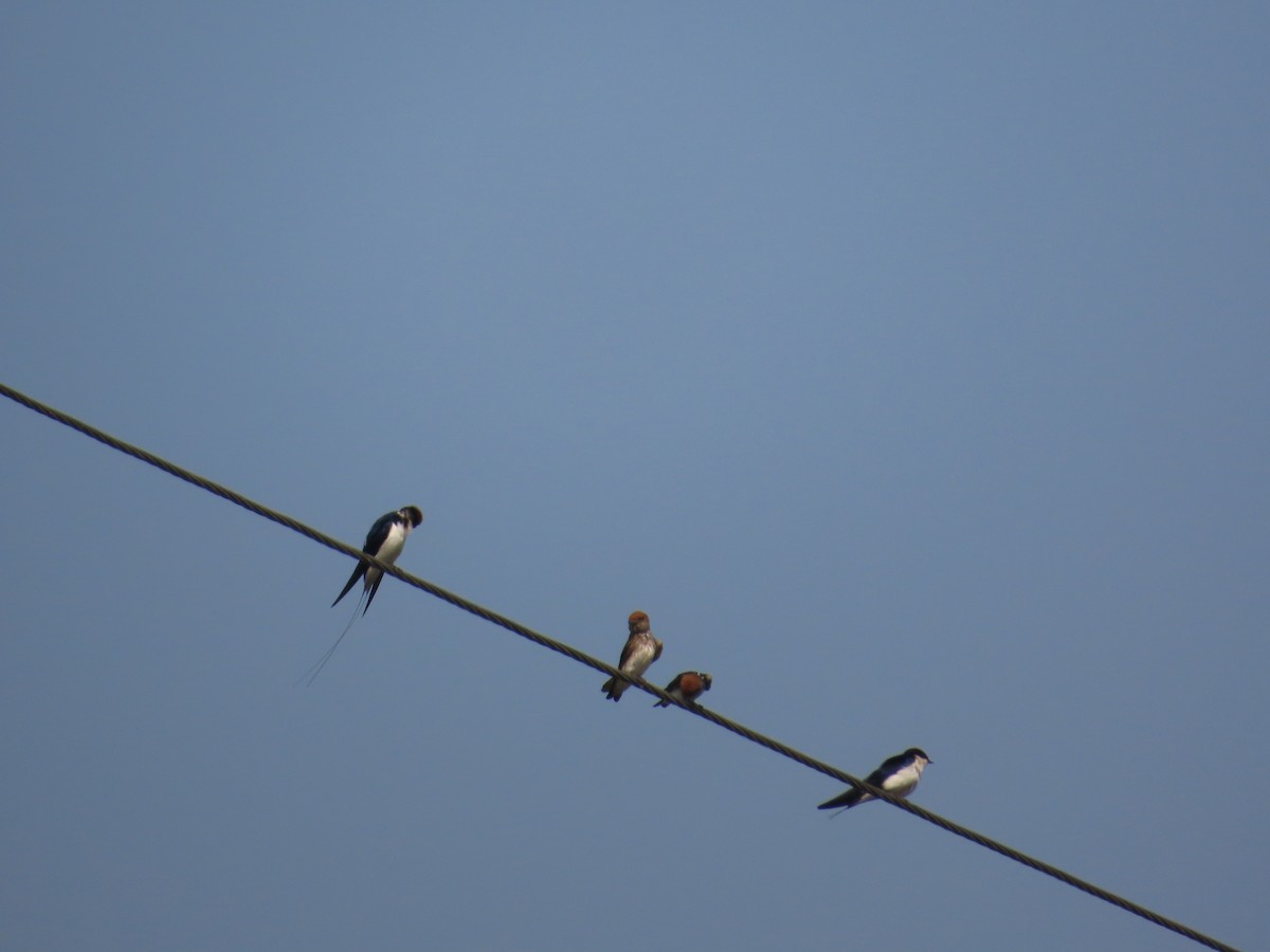 Wire-tailed Swallow - ML646042406
