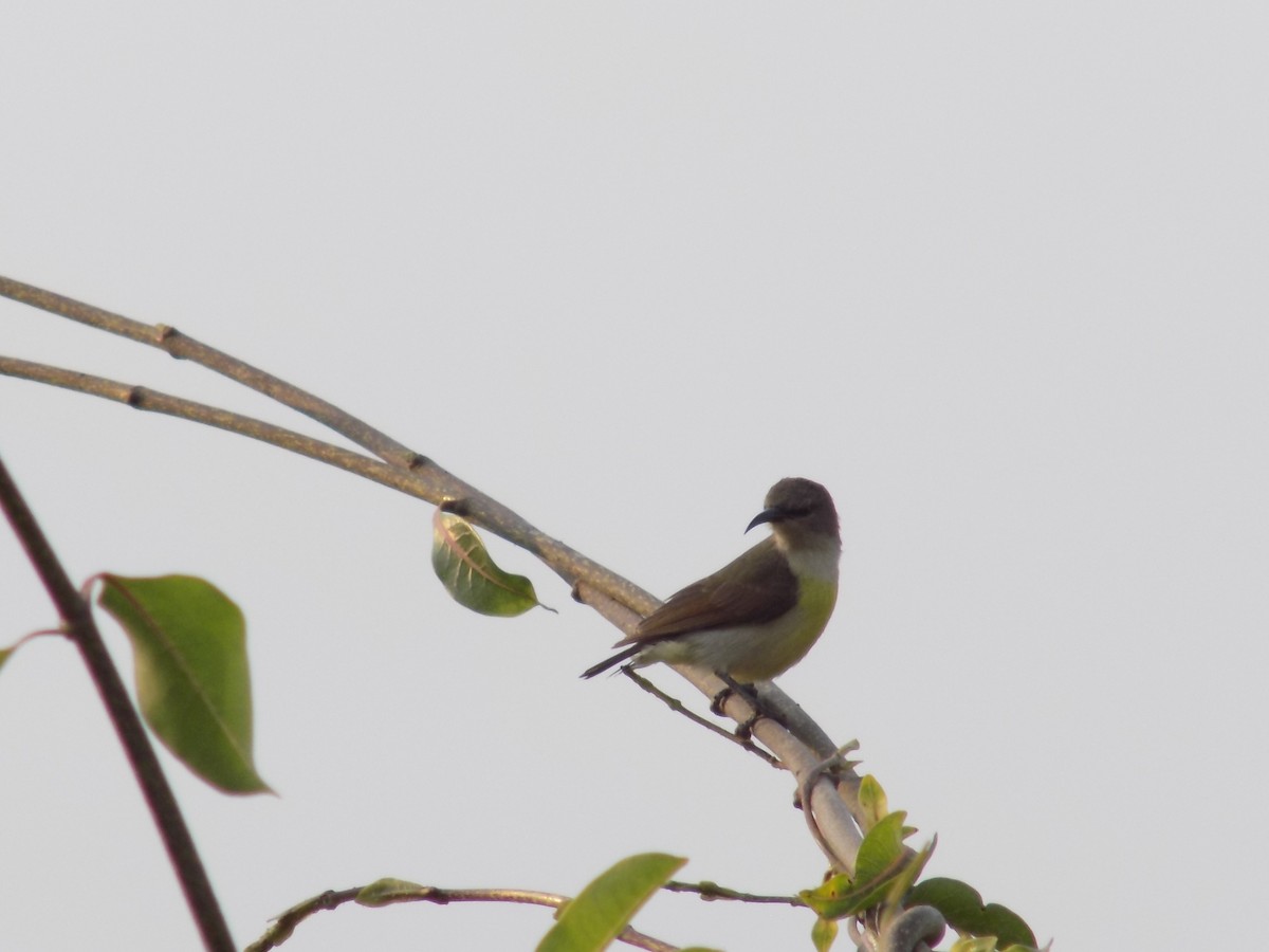 Purple-rumped Sunbird - ML646042407