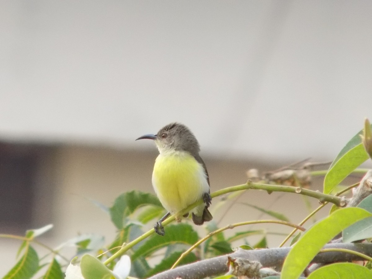 Purple-rumped Sunbird - ML646042408