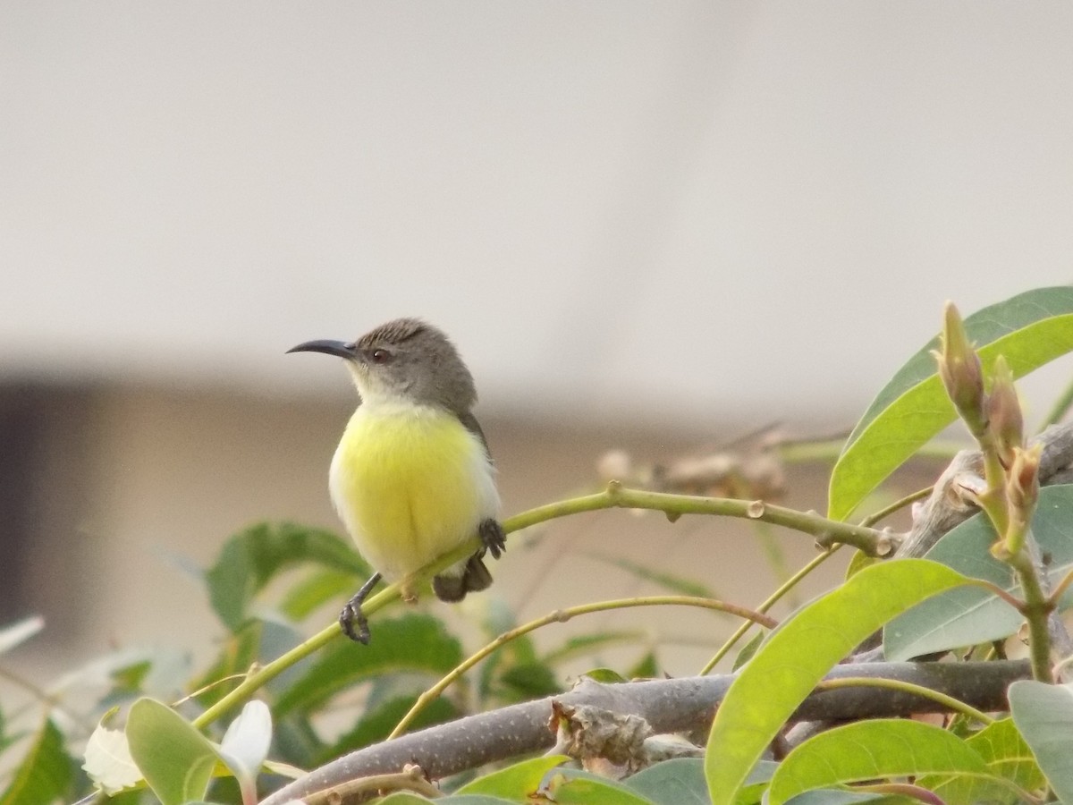 Purple-rumped Sunbird - ML646042409