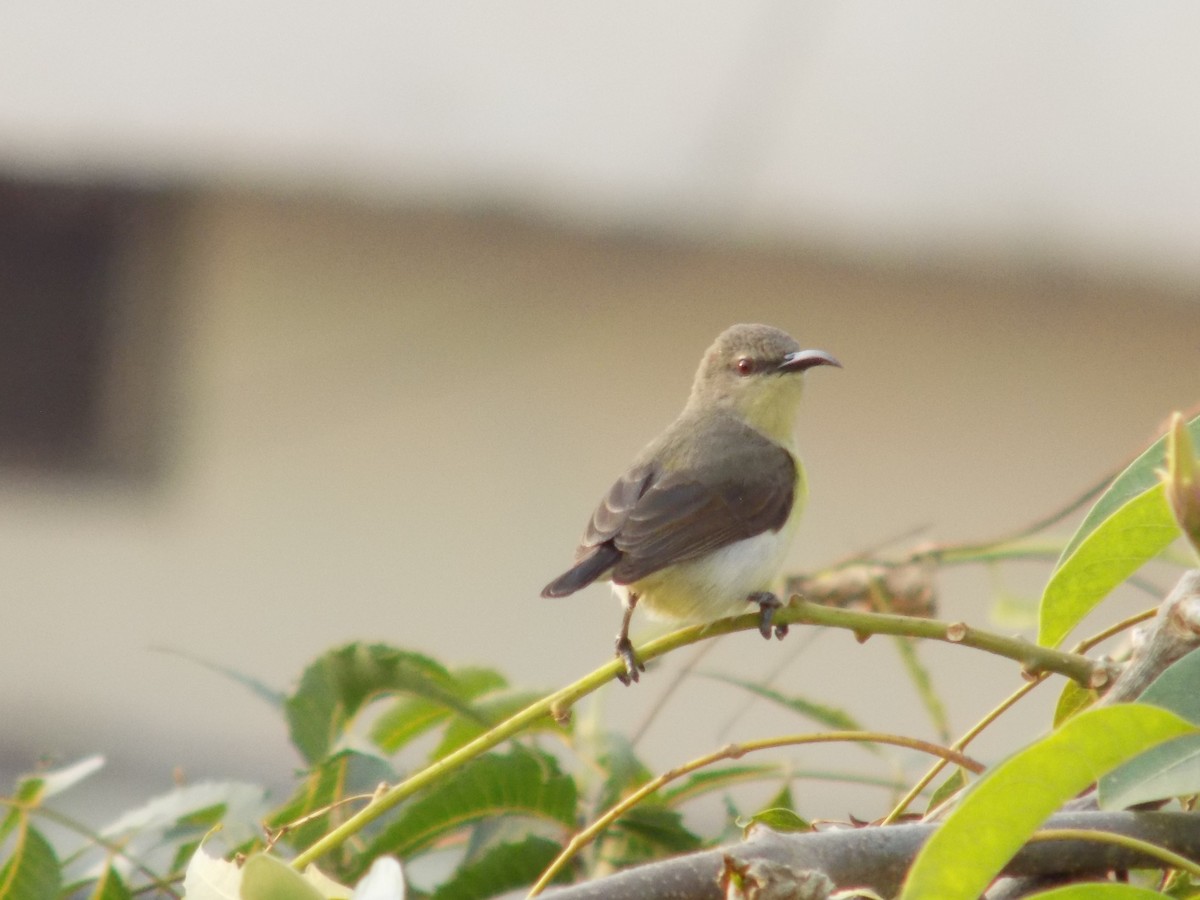Purple-rumped Sunbird - ML646042410