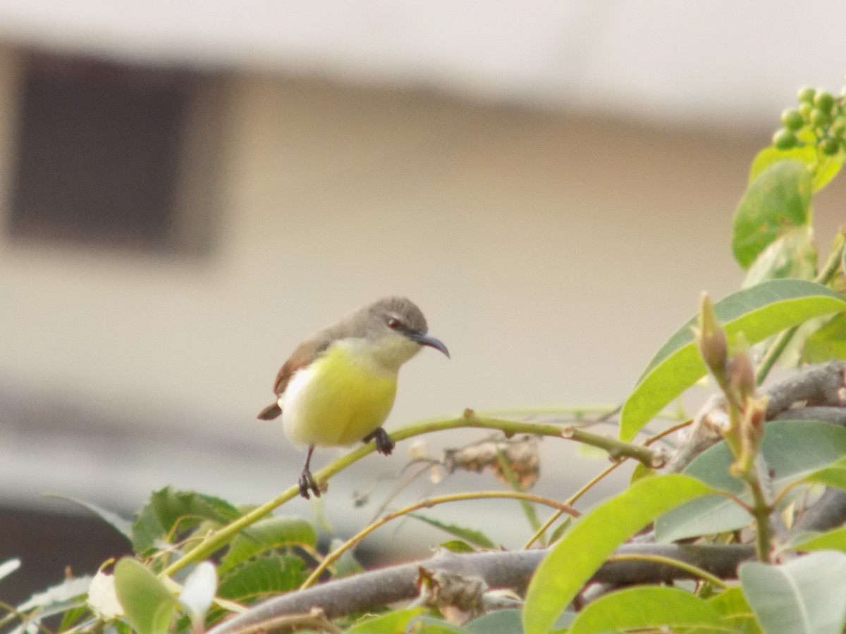 Purple-rumped Sunbird - ML646042411