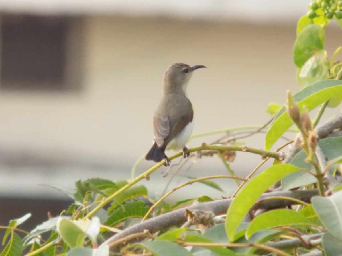 Purple-rumped Sunbird - ML646042412