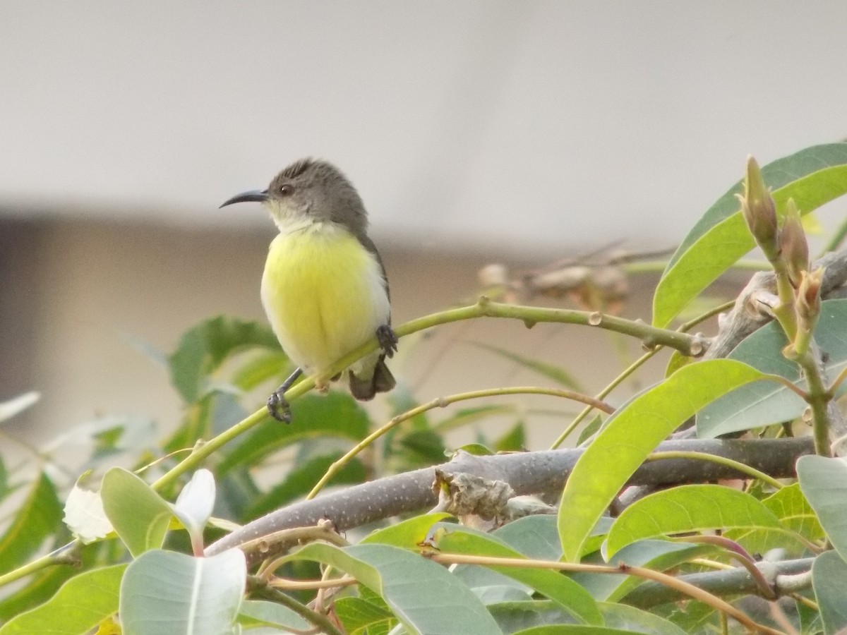 Purple-rumped Sunbird - ML646042413