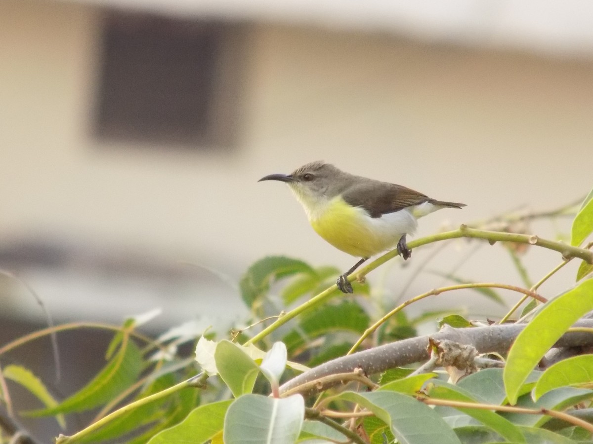 Purple-rumped Sunbird - ML646042414