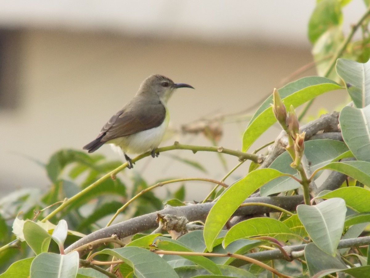 Purple-rumped Sunbird - ML646042415