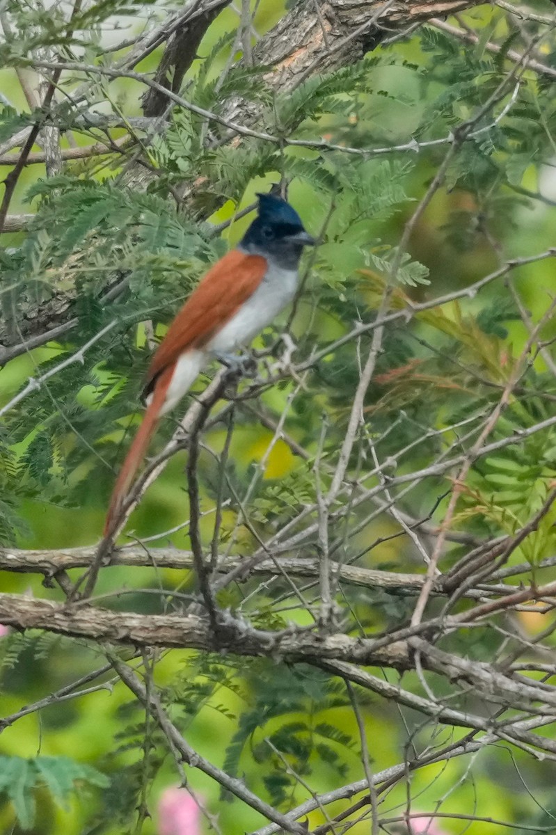 Indian Paradise-Flycatcher - ML646042418