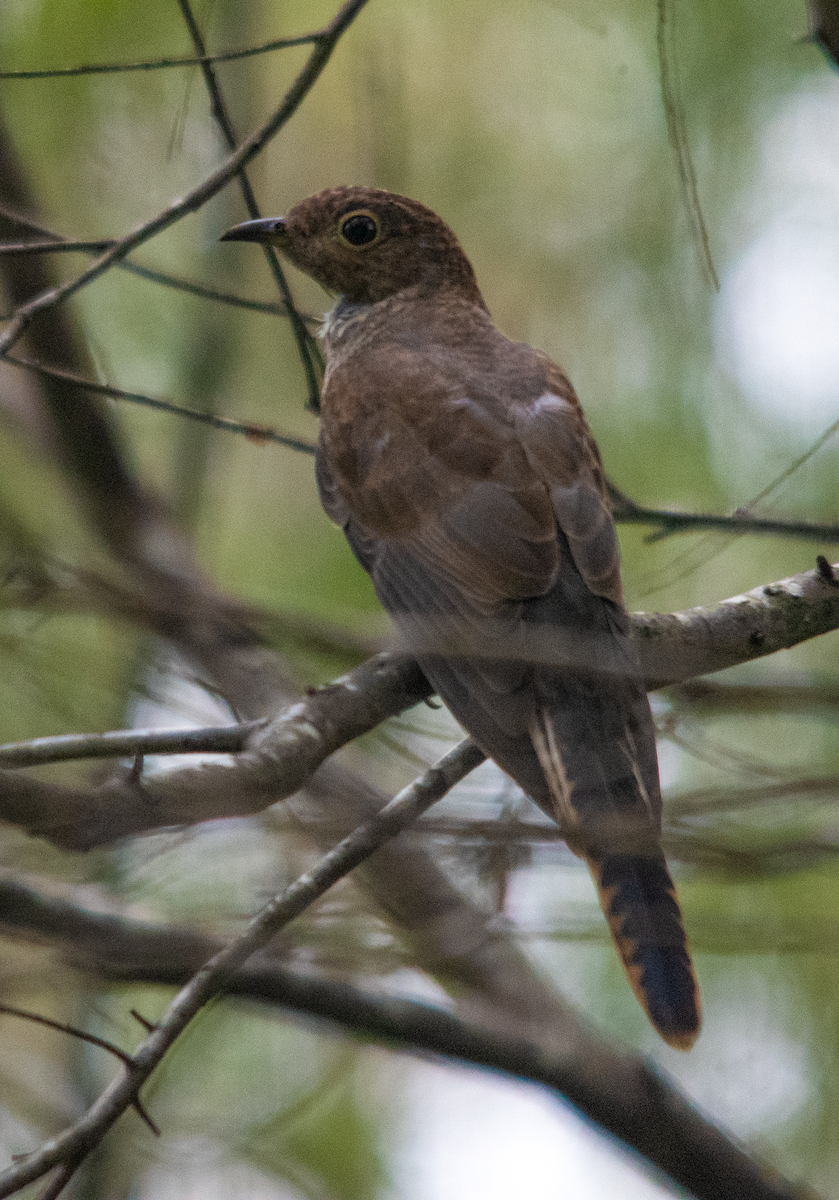 Fan-tailed Cuckoo - ML646042420