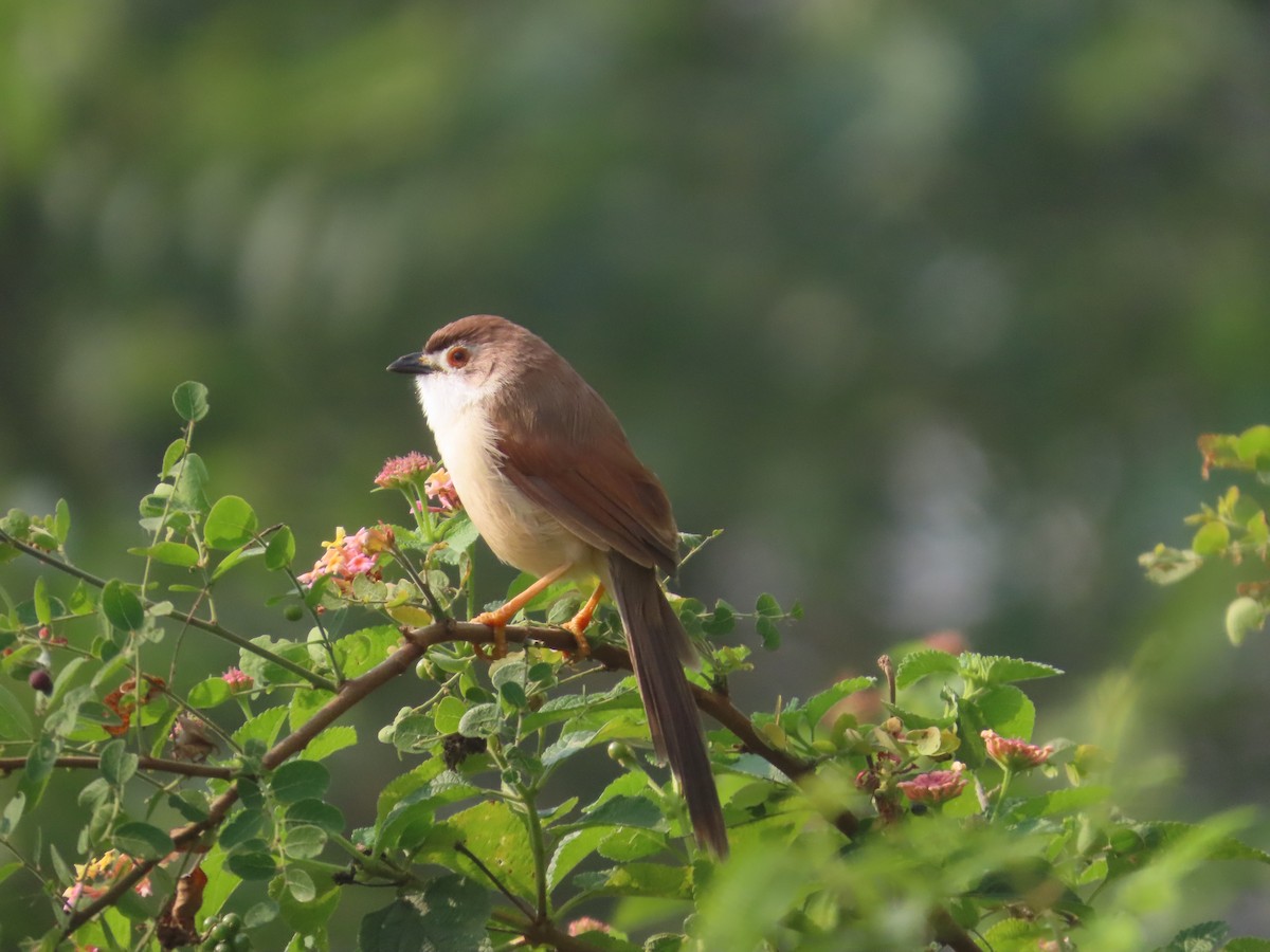 Yellow-eyed Babbler - ML646042428