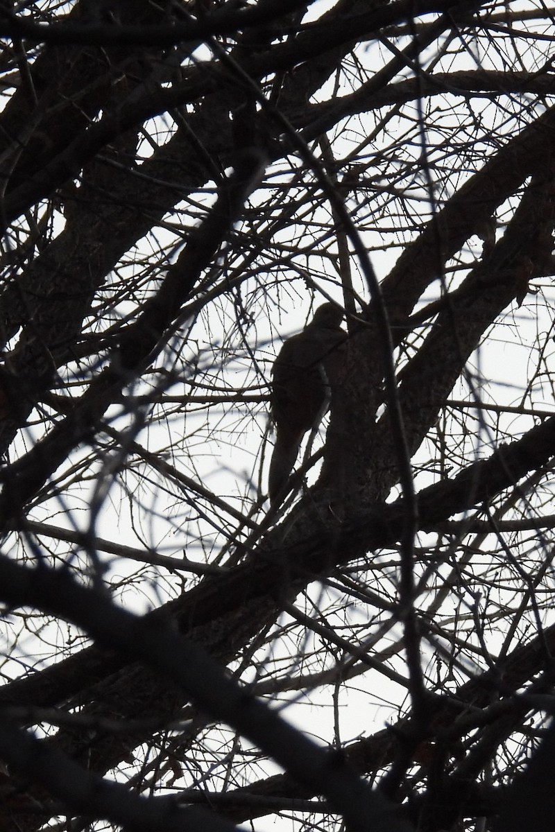 ナゲキバト - ML646042433