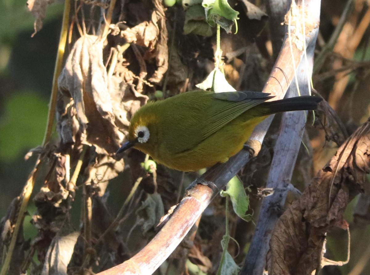 Kilimanjaro White-eye - ML646042436