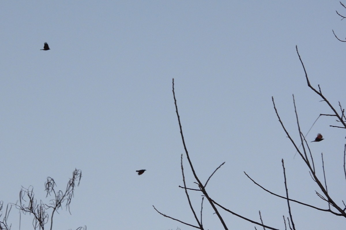 vrána americká - ML646042443