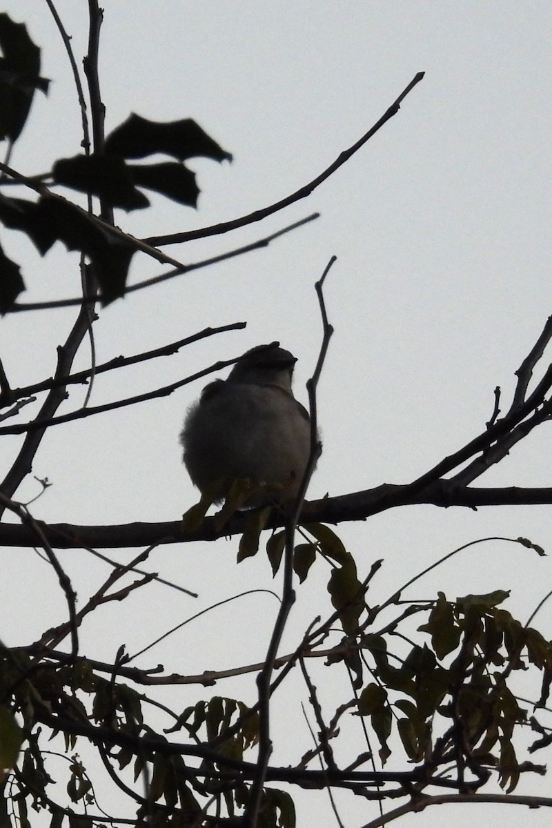 Kuzeyli Taklitçi - ML646042448