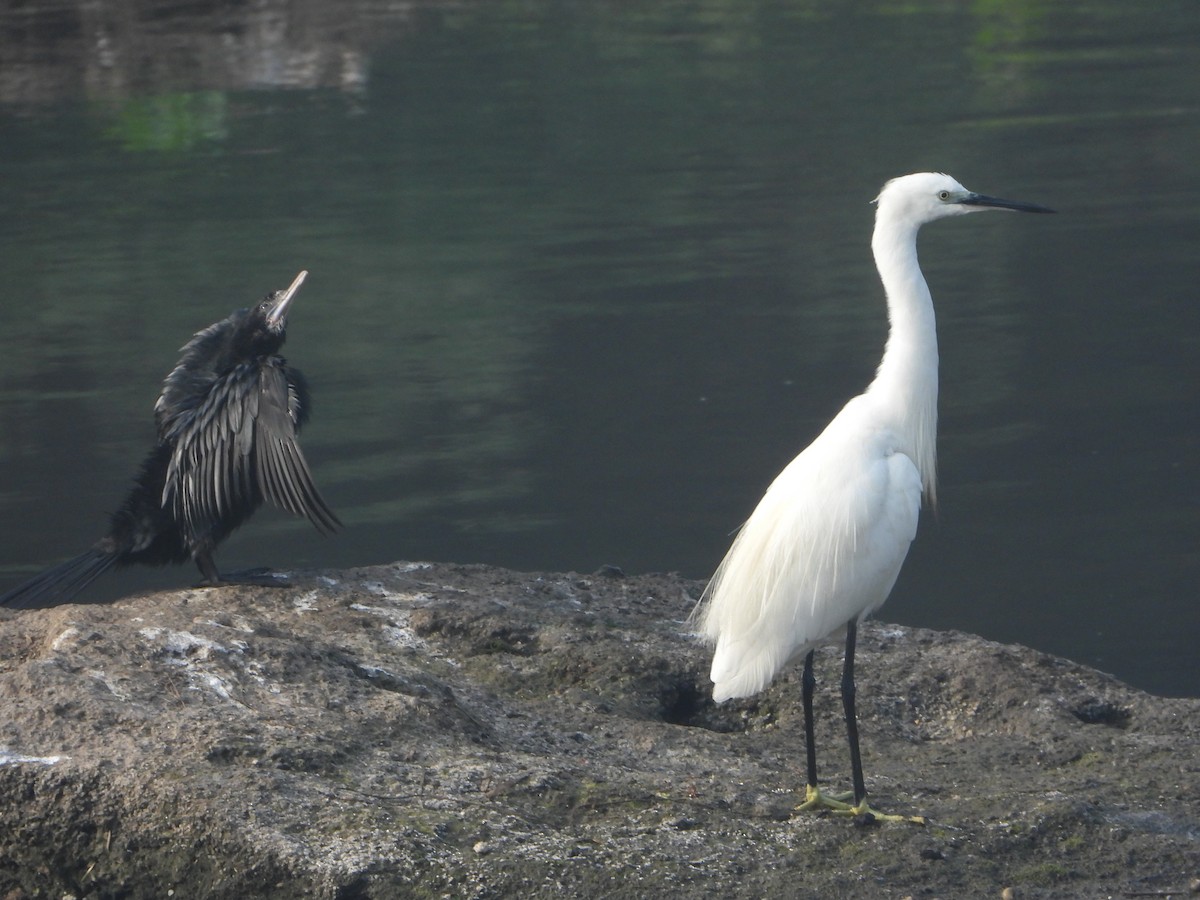 Little Egret - ML646042449