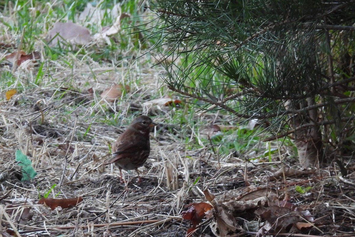 Fox Sparrow - ML646042455