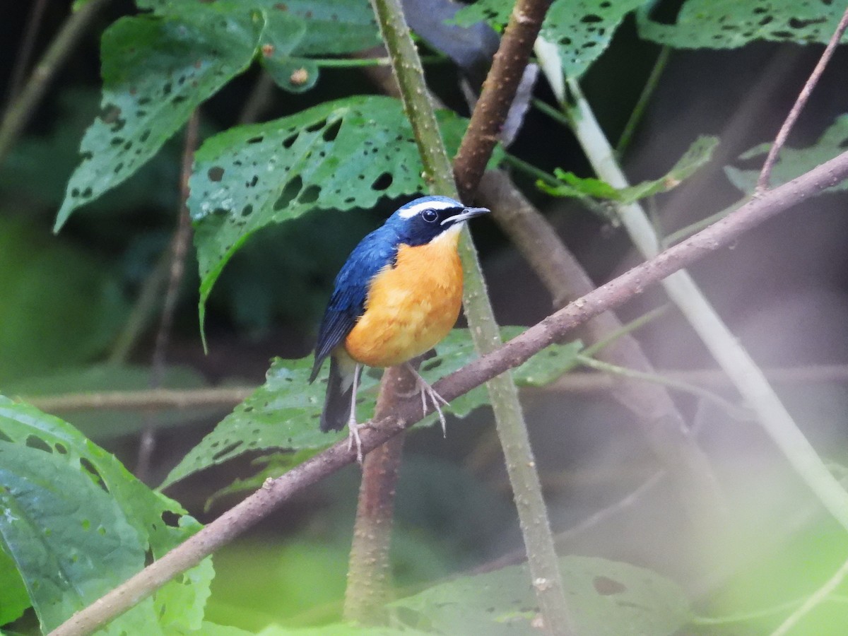 Indian Blue Robin - ML646042456