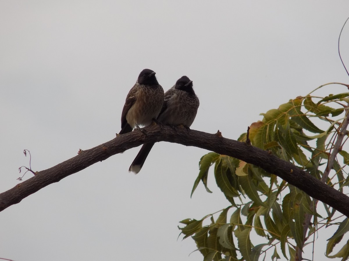 Red-vented Bulbul - ML646042464