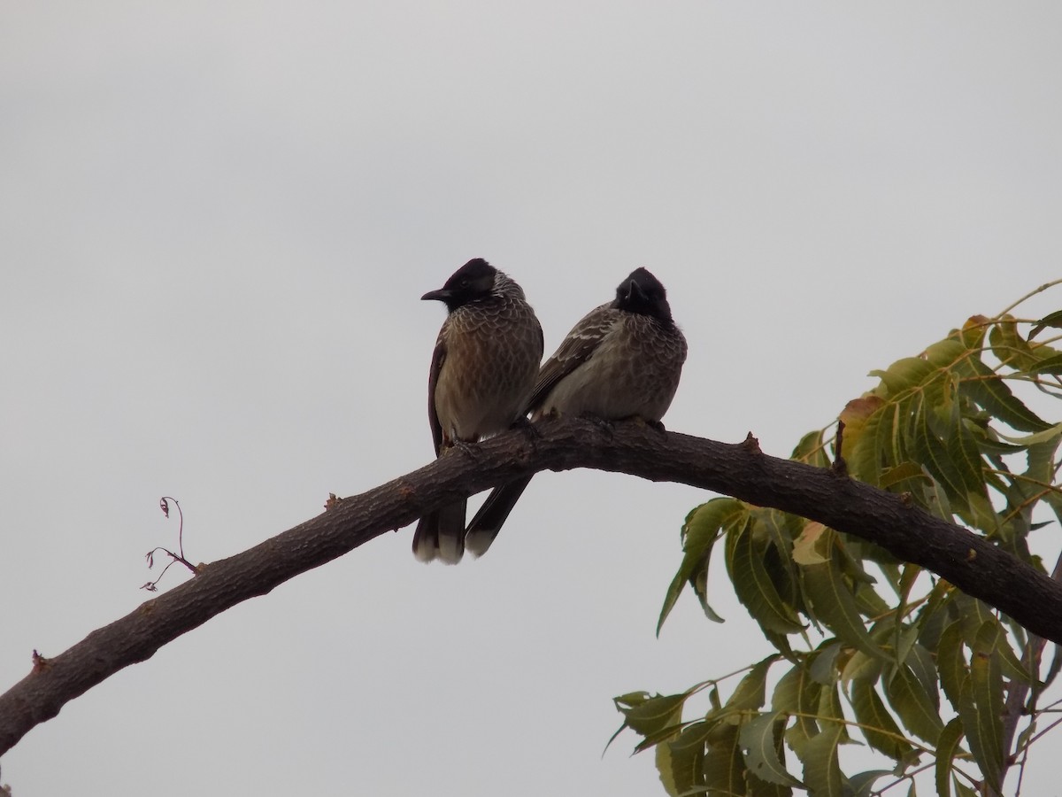 Red-vented Bulbul - ML646042467