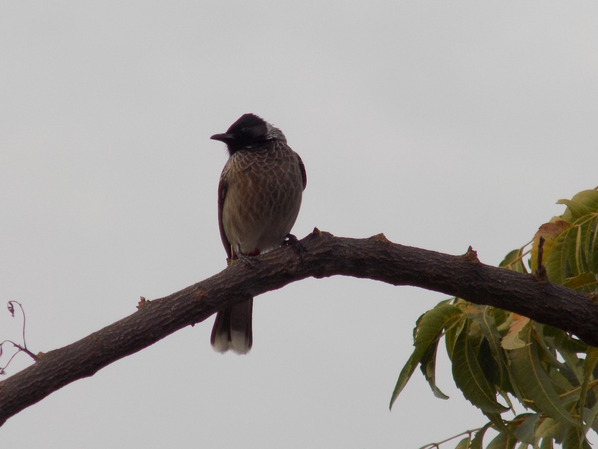 Red-vented Bulbul - ML646042468