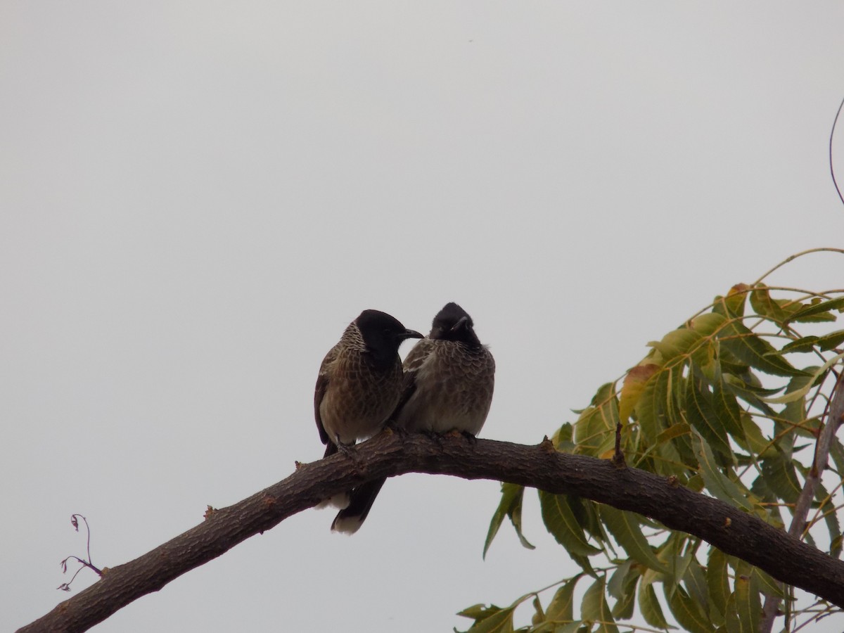 Red-vented Bulbul - ML646042469