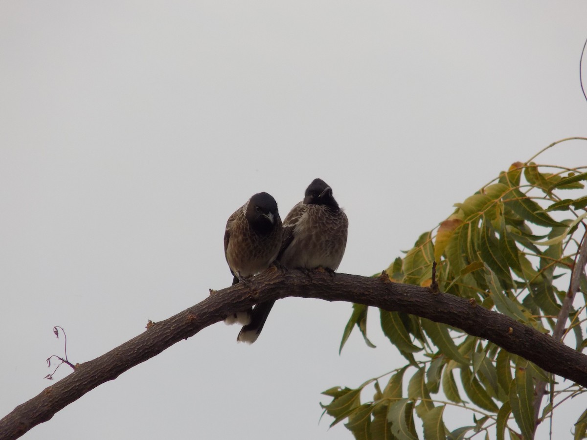 Red-vented Bulbul - ML646042470