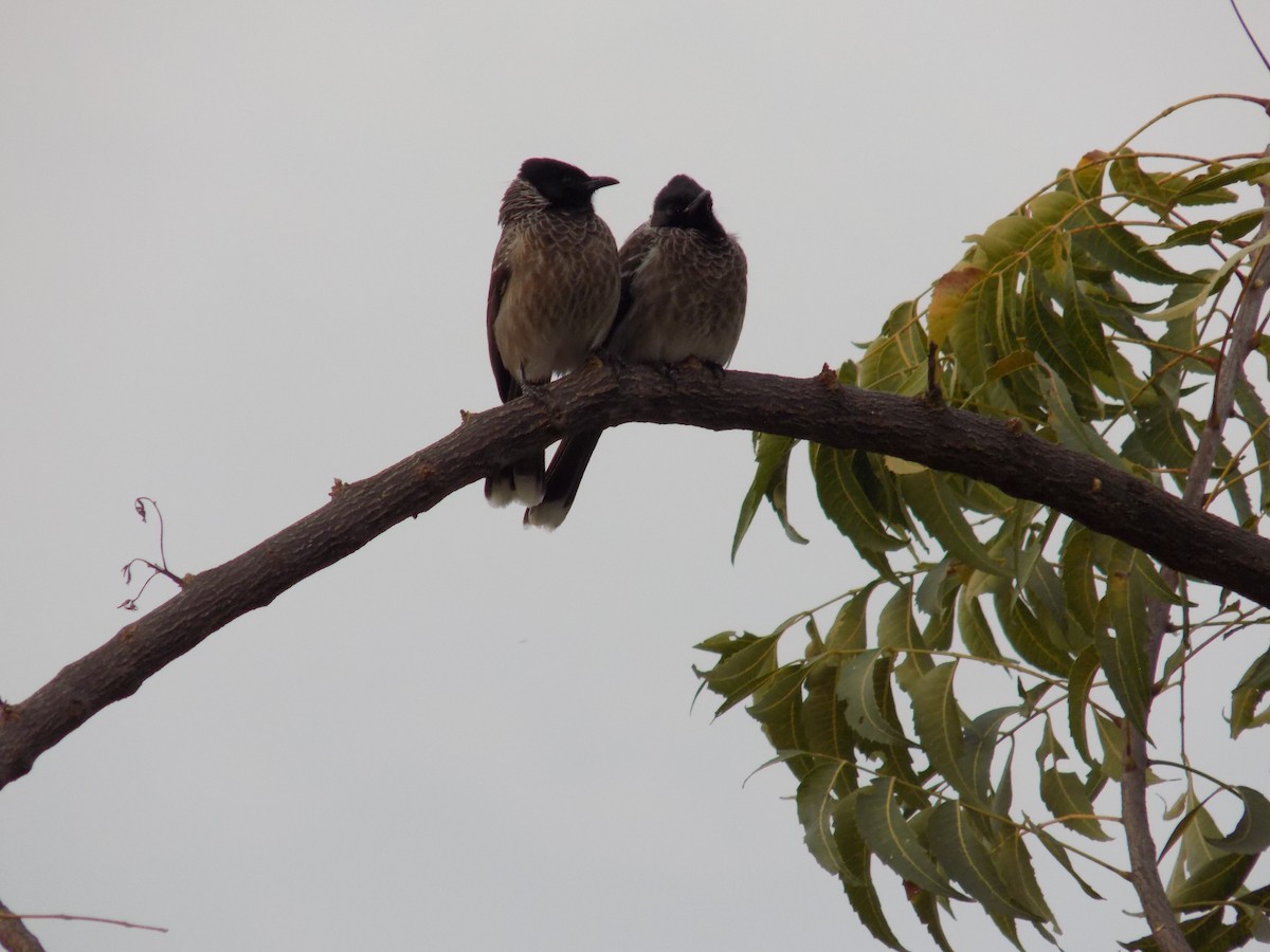 Red-vented Bulbul - ML646042471
