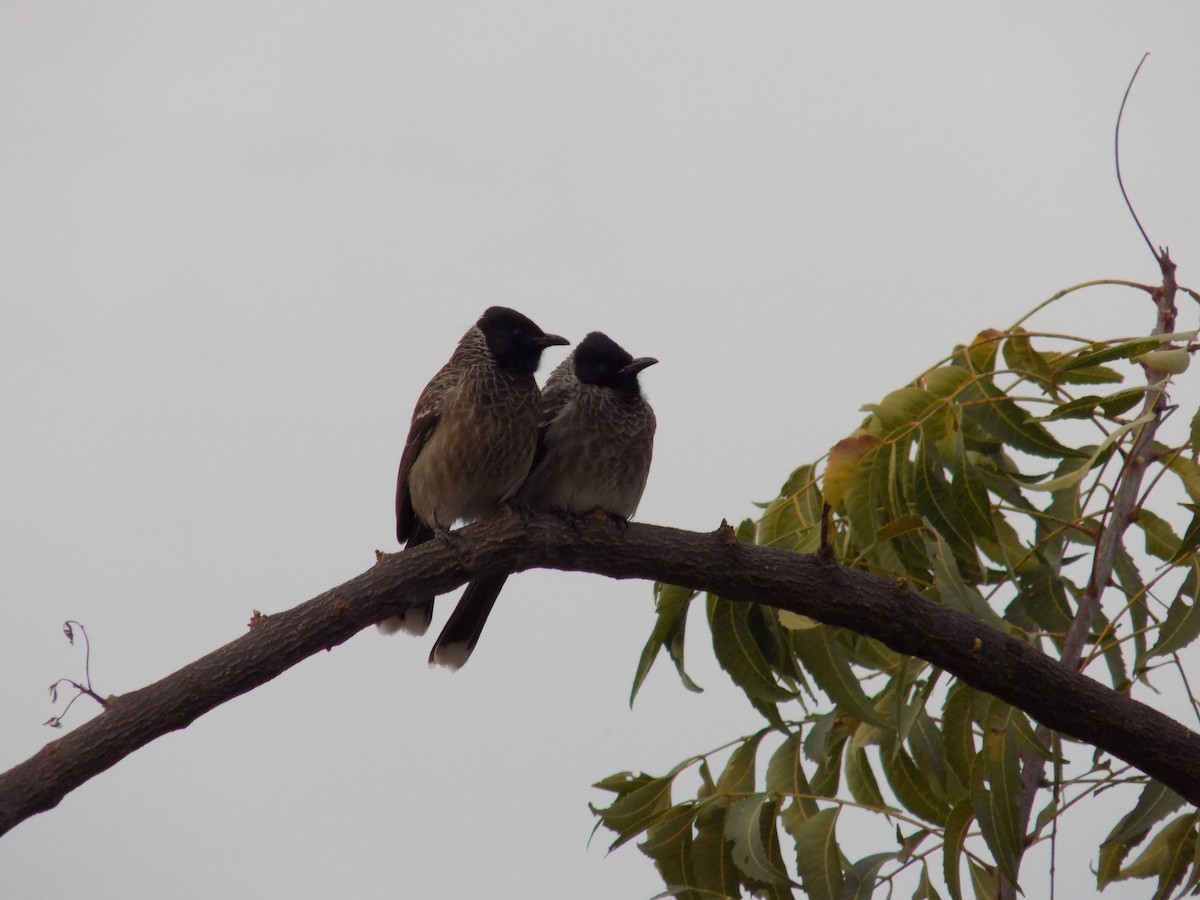Red-vented Bulbul - ML646042472