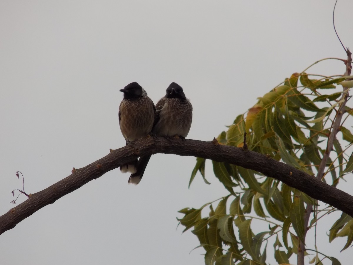 Red-vented Bulbul - ML646042473