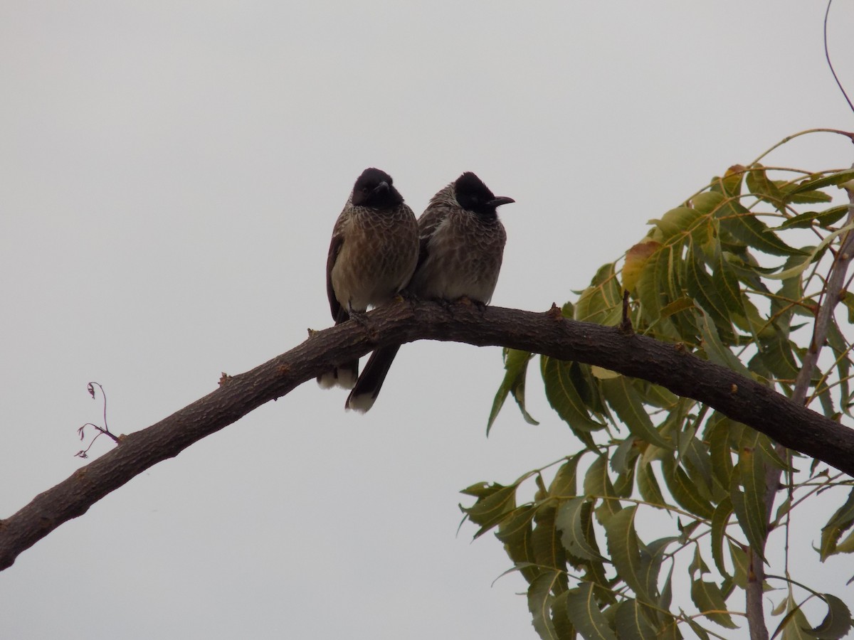 Red-vented Bulbul - ML646042474
