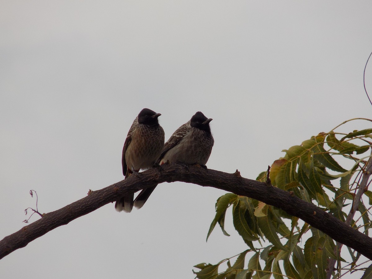Red-vented Bulbul - ML646042475