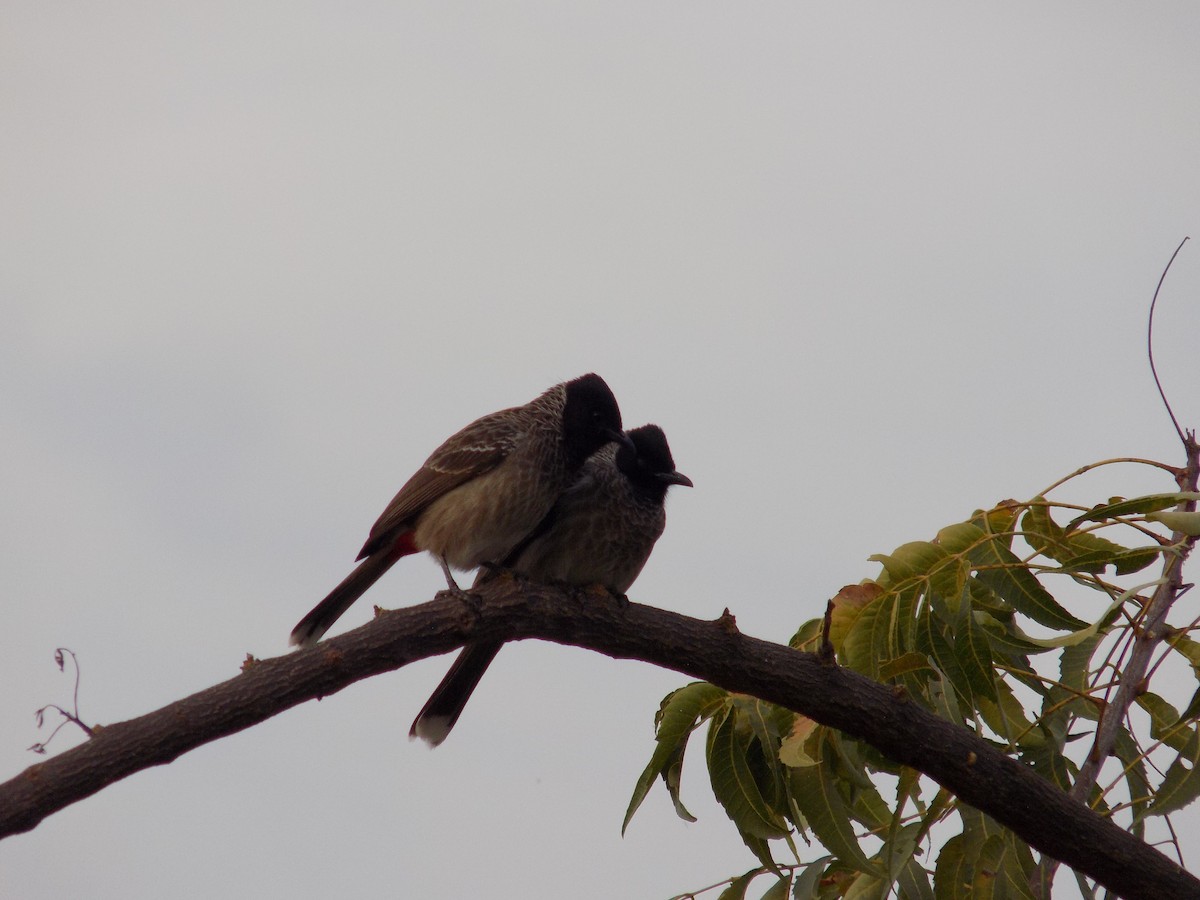 Red-vented Bulbul - ML646042476
