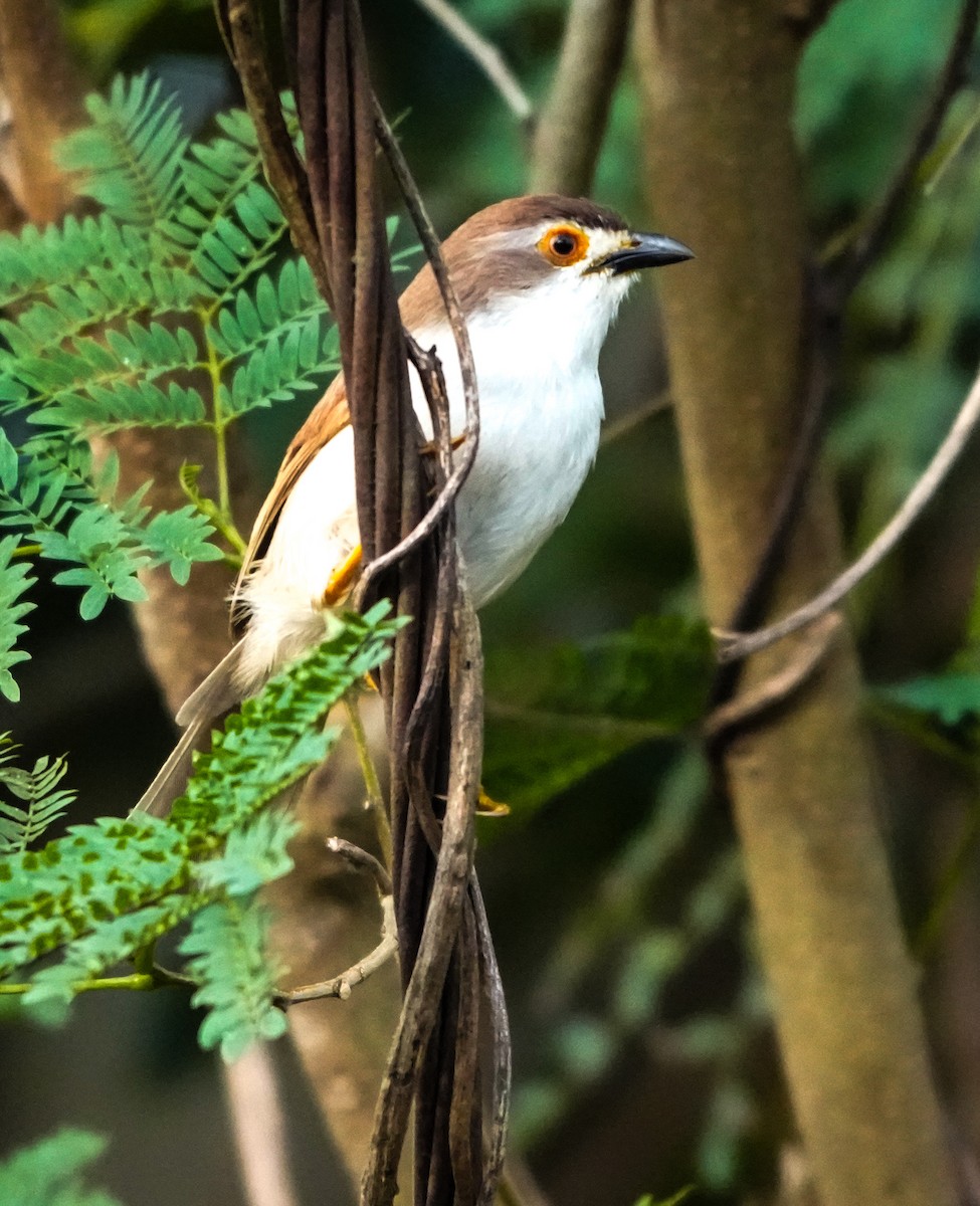 Yellow-eyed Babbler - ML646042481