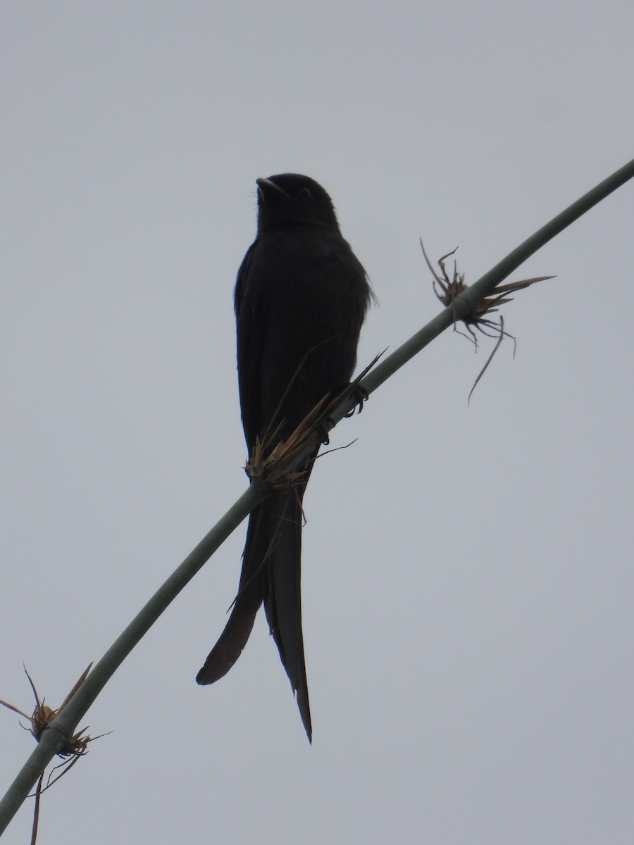 Ashy Drongo - ML646042482