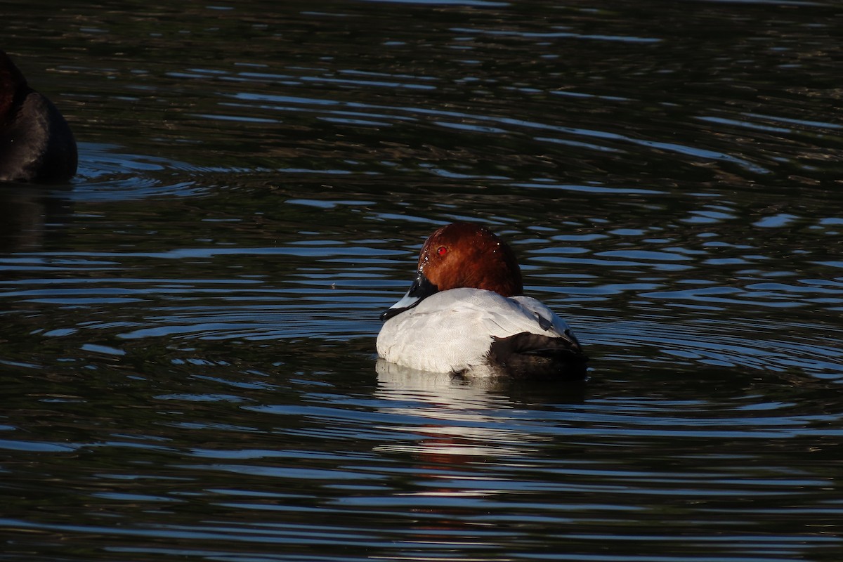 Common Pochard - ML646042483