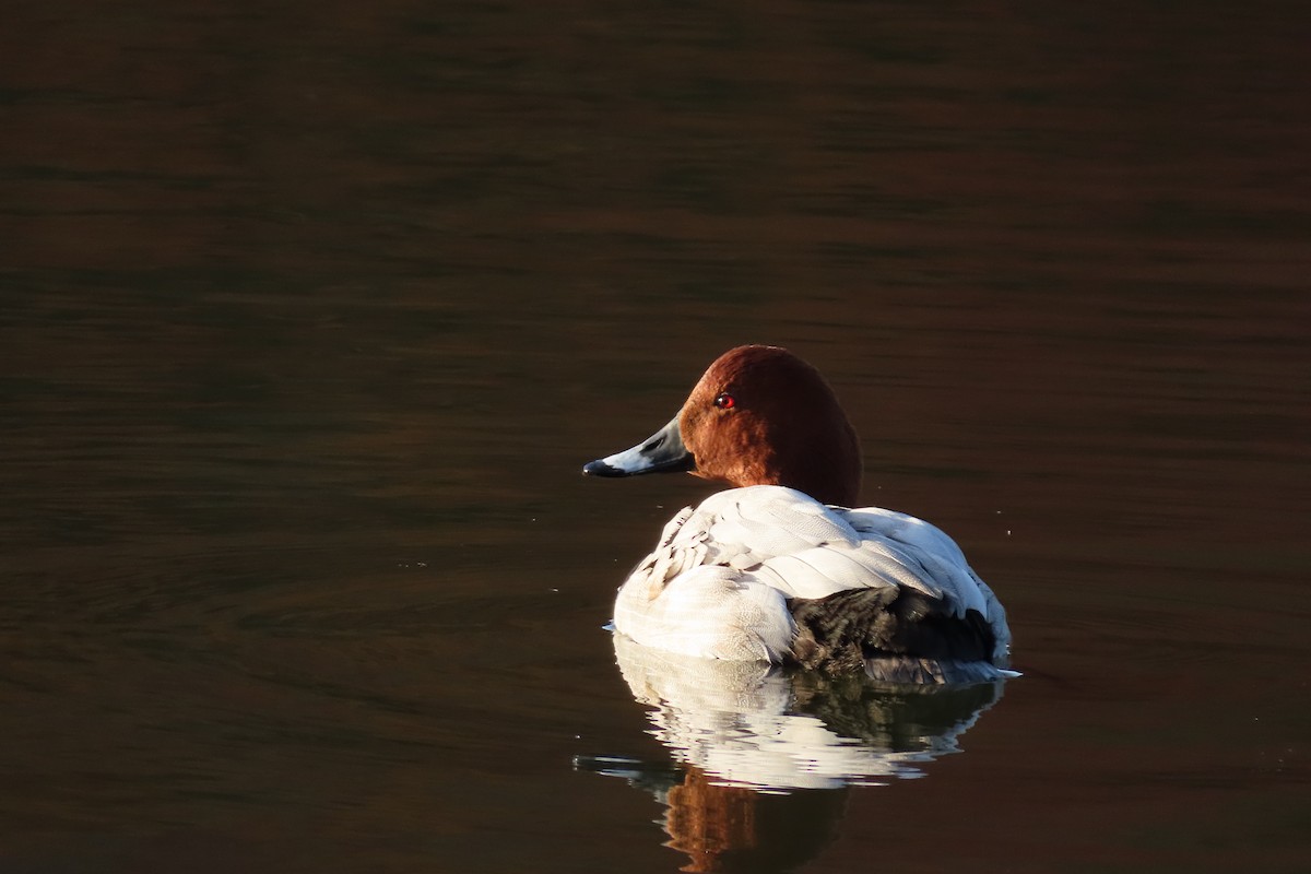 Common Pochard - ML646042484