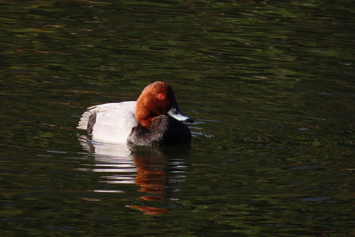 Common Pochard - ML646042485