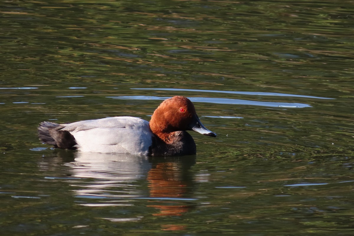 Common Pochard - ML646042486