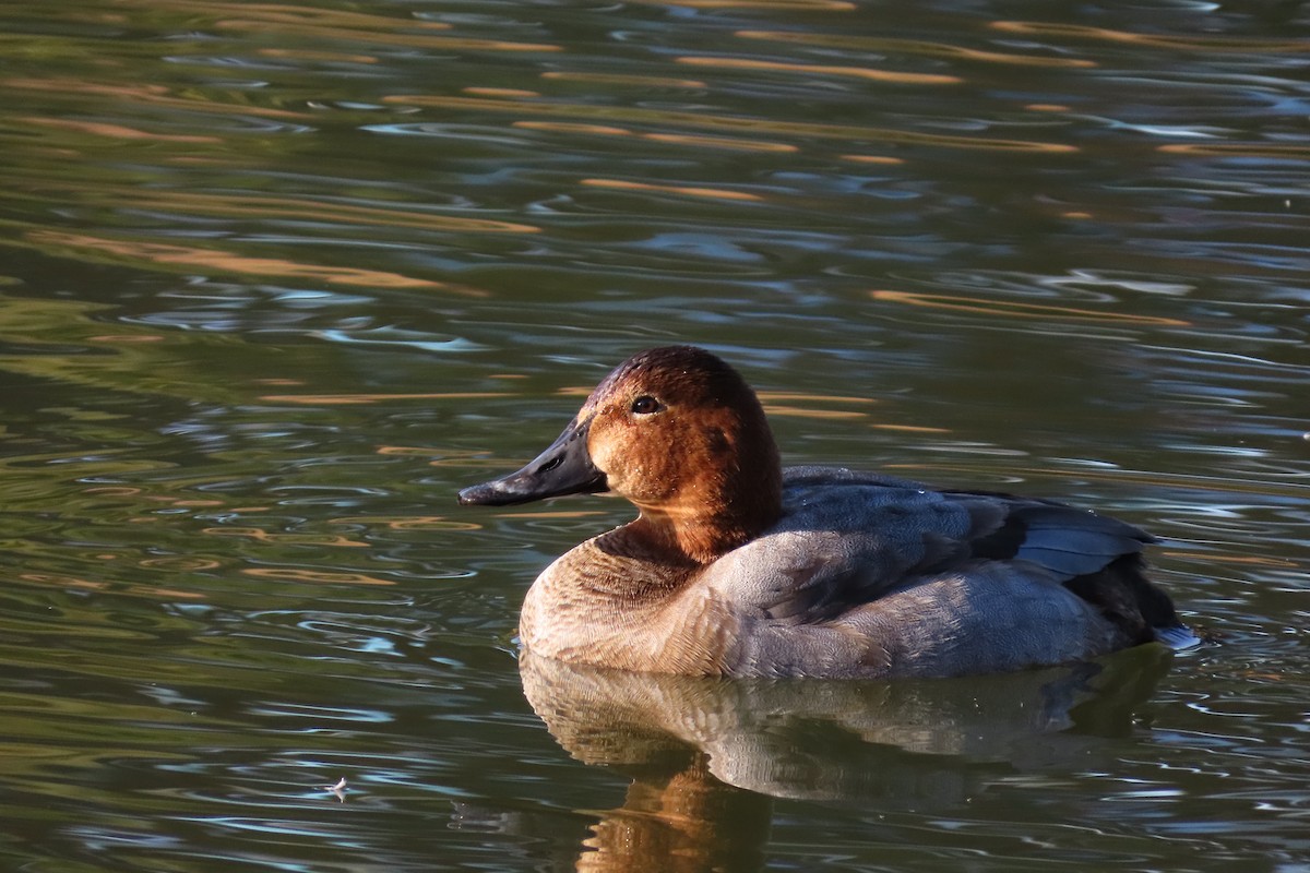 Common Pochard - ML646042487