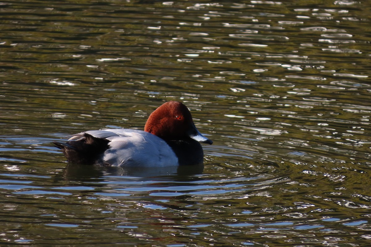 Common Pochard - ML646042488