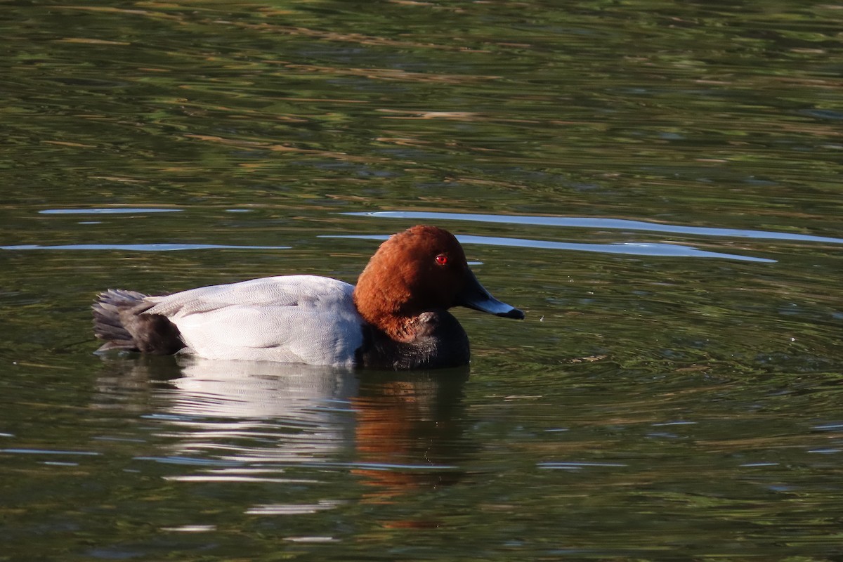 Common Pochard - ML646042489