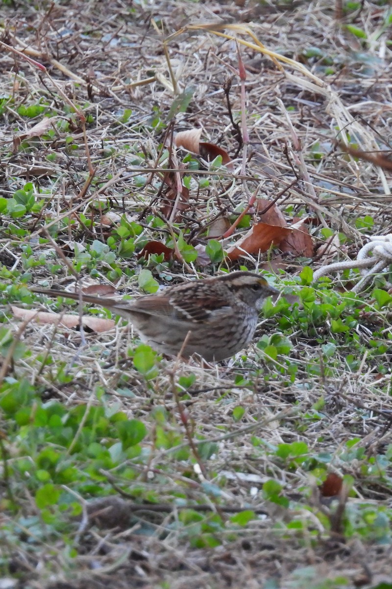 White-throated Sparrow - ML646042490