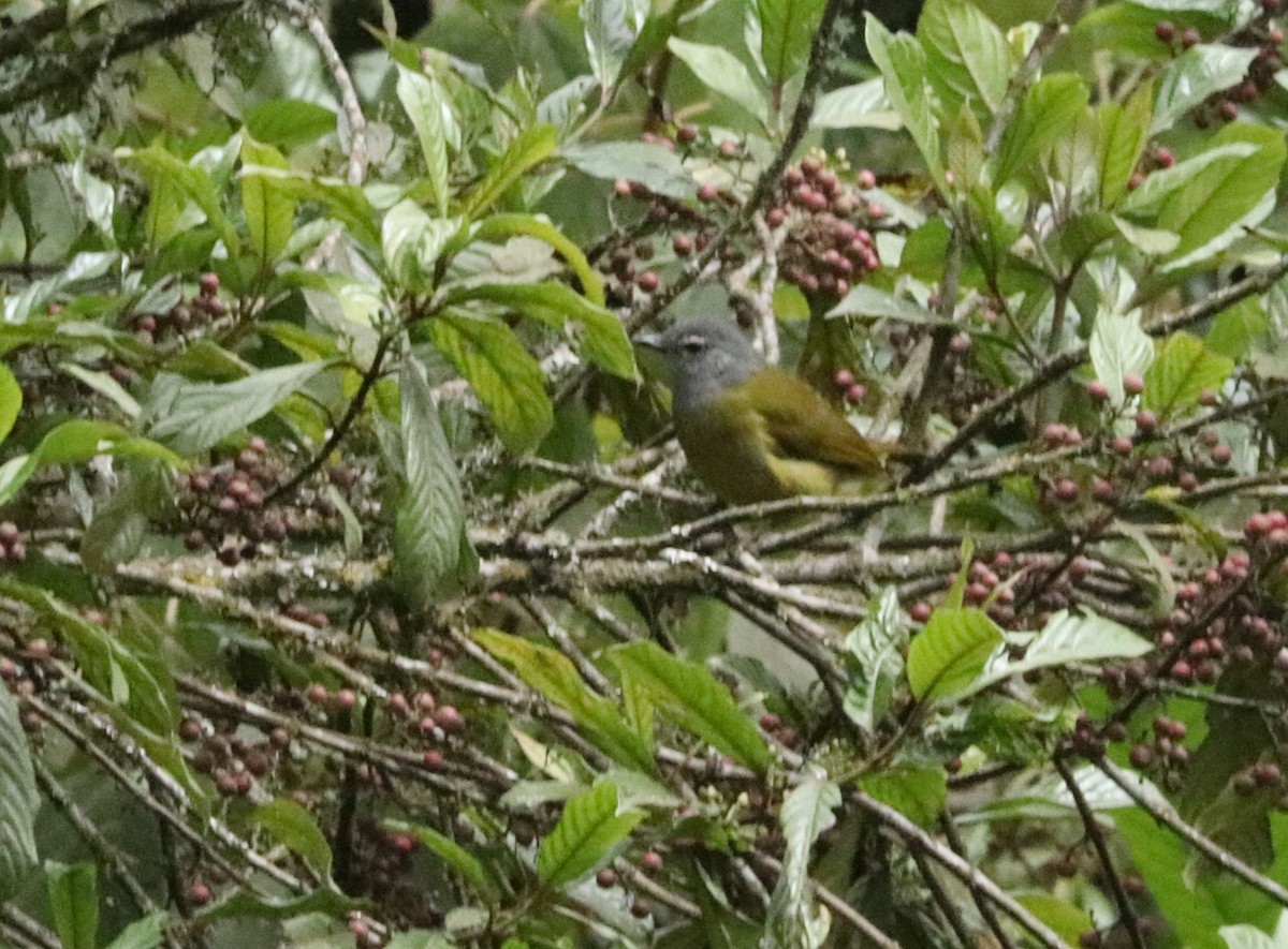 Kikuyu Mountain Greenbul - ML646042491