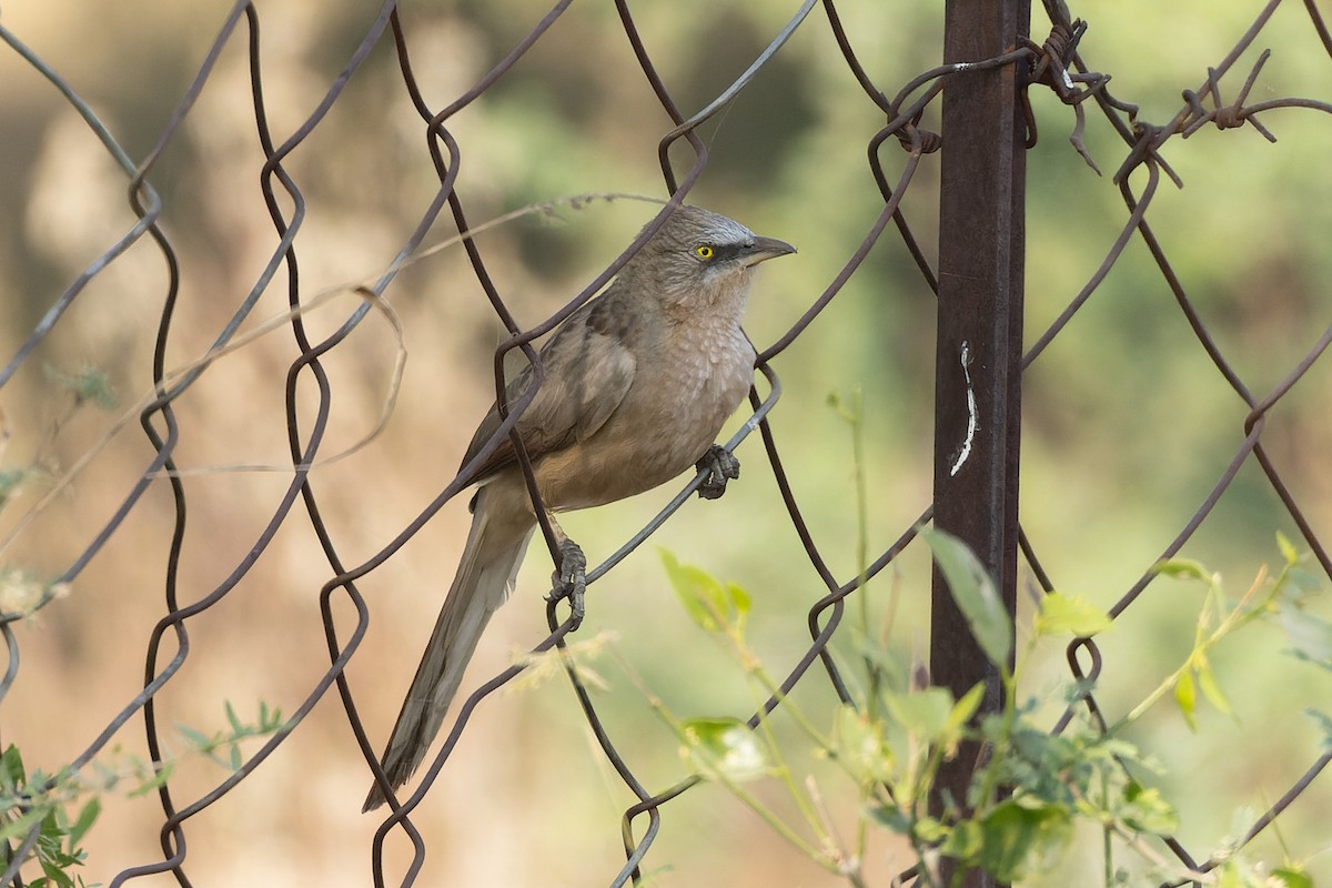 Large Gray Babbler - ML646042492