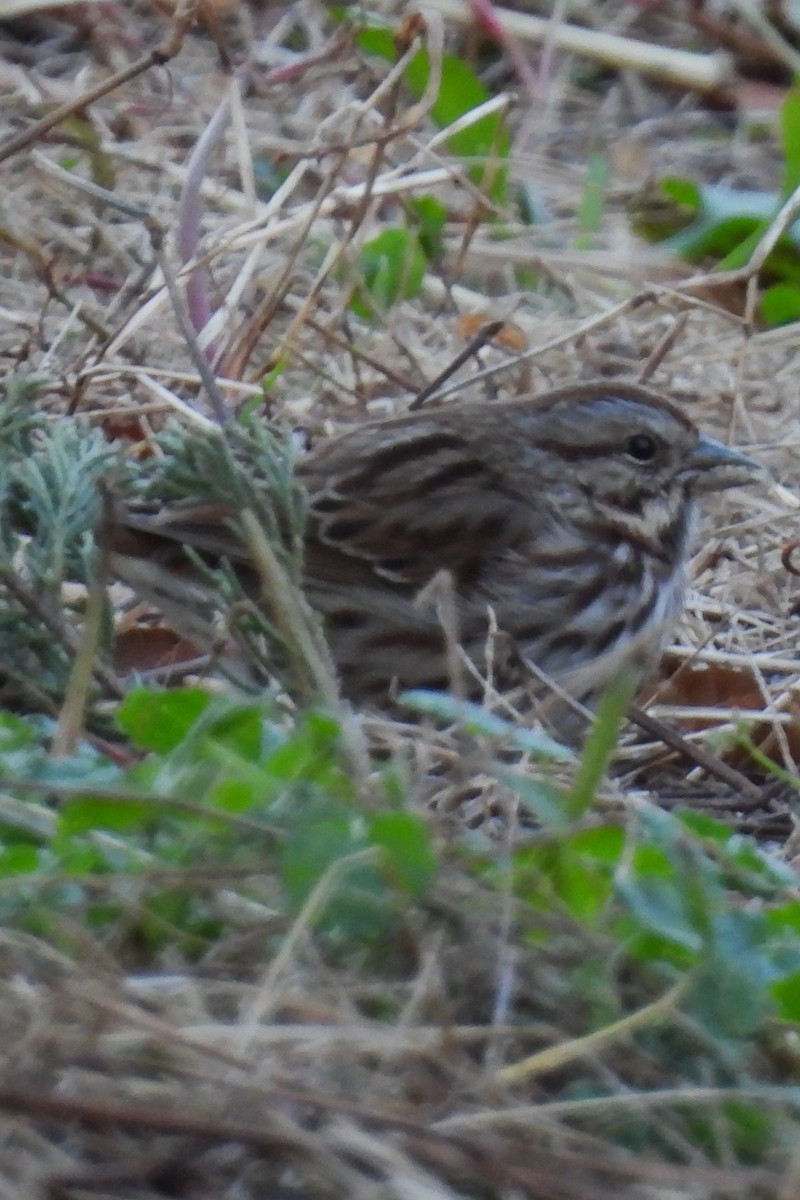 Song Sparrow - ML646042493