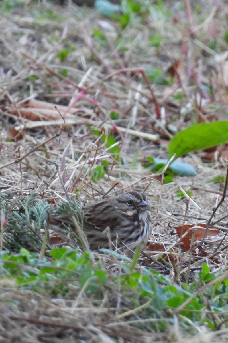Song Sparrow - ML646042494