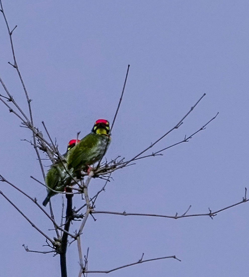 Coppersmith Barbet - ML646042495
