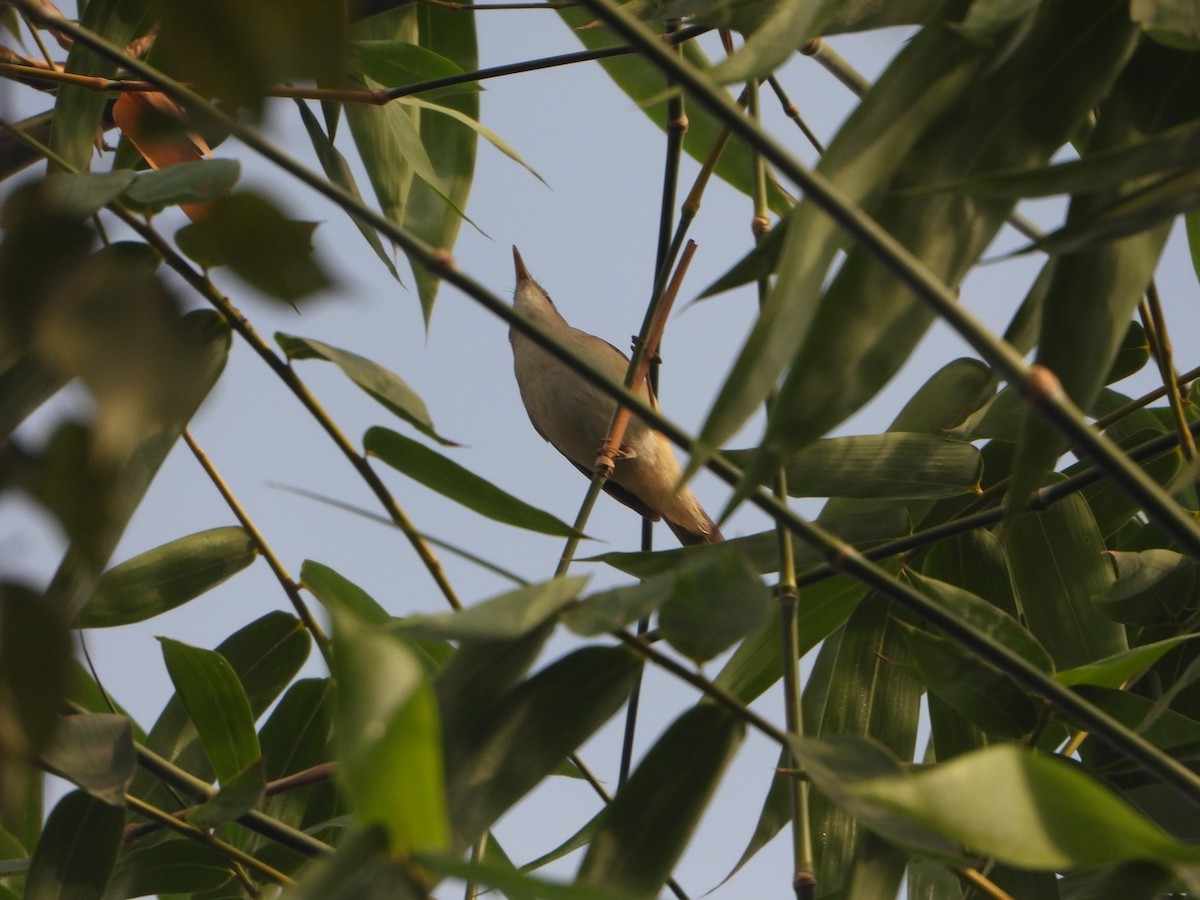 Blyth's Reed Warbler - ML646042496
