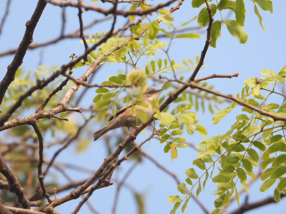 Lesser Whitethroat - ML646042497